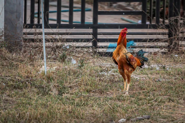 Una Polla Peleadora Patio Aldea Vietnam — Foto de Stock