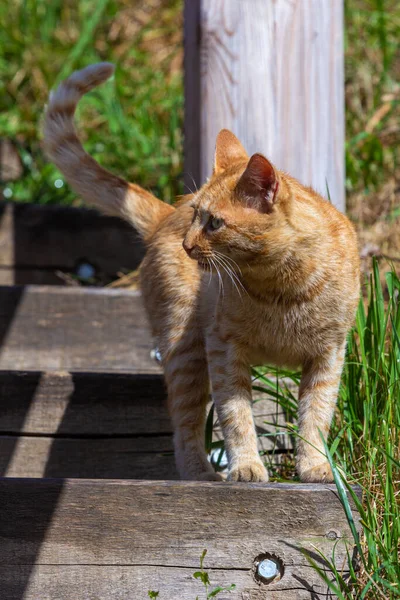 Cute Domestic Ginger Cat Descends Wooden Stairs — Stock Photo, Image