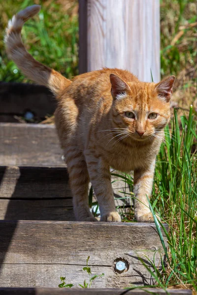 Cute Domestic Ginger Cat Descends Wooden Stairs — Stock Photo, Image