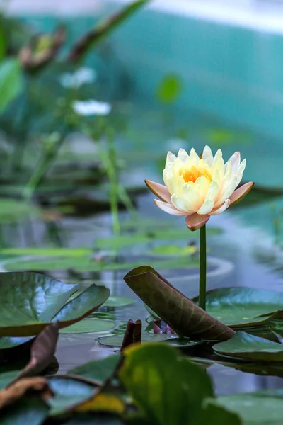 ホテルの池に美しい蓮の花 ベトナムの花の世界 — ストック写真