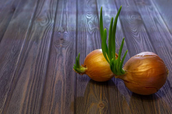 Naturaleza Muerta Cebolla Germinada Sobre Mesa Madera Las Sombras Largas —  Fotos de Stock