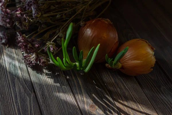 Still Life Sprouted Onions Wooden Table Long Shadows — Stock Photo, Image