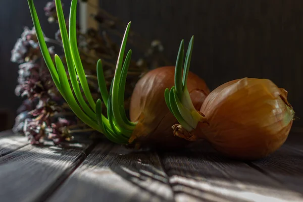 Still Life Sprouted Onions Wooden Table Long Shadows — Stock Photo, Image