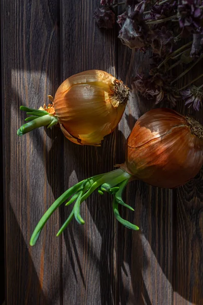 Naturaleza Muerta Cebolla Germinada Sobre Mesa Madera Las Sombras Largas — Foto de Stock