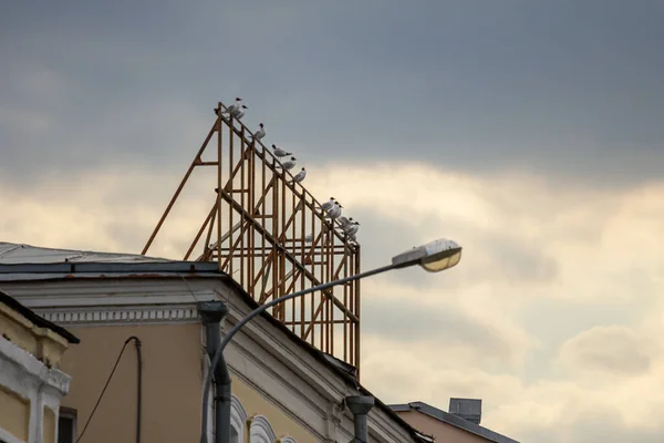 Mewy Siedzące Metalowej Konstrukcji Billboardu Dachu Budynku — Zdjęcie stockowe