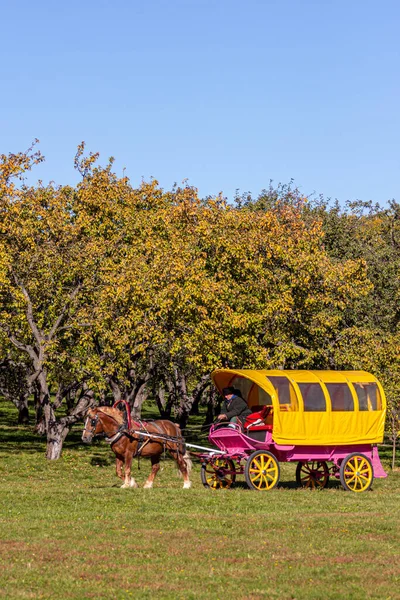 2018 Moscovo Rússia Uma Carruagem Amarelada Puxada Cavalo Montando Estrada — Fotografia de Stock