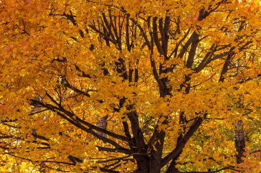 Parkta sarı yapraklı akçaağaç tacı.