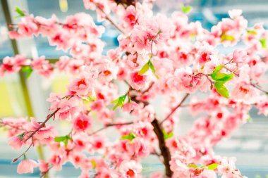 Pembe çiçekler kapanıyor 