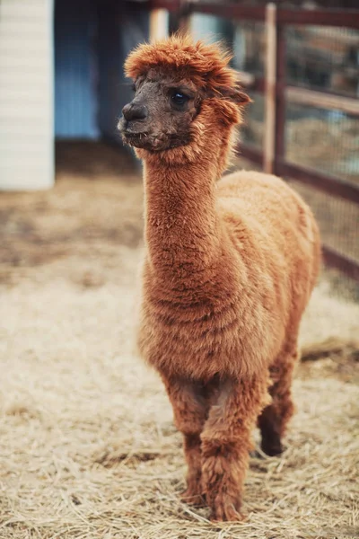 Brown Alpaca Vicugna Pacos Fotografia Ravvicinata Alpaca Marrone Focus Selettivo — Foto Stock