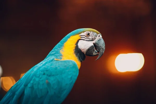 Papuga Ara Bliska — Zdjęcie stockowe