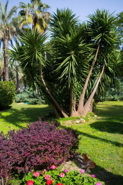 Yemyeşil tropikal park palm