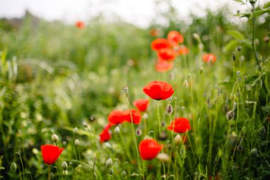 Poppey alan yeşil ve kırmızı