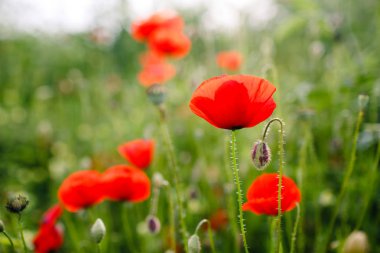 Poppey alan yeşil ve kırmızı