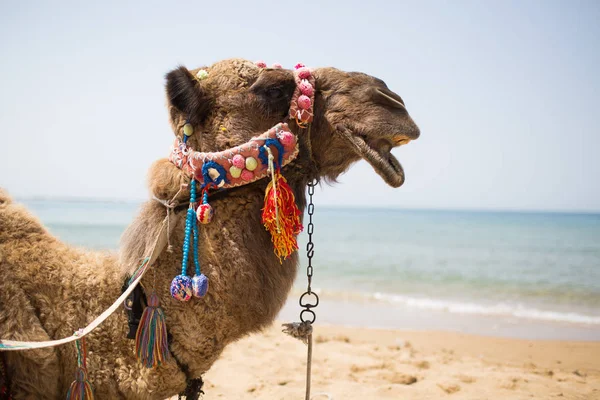 Cammello Sulla Spiaggia — Foto Stock