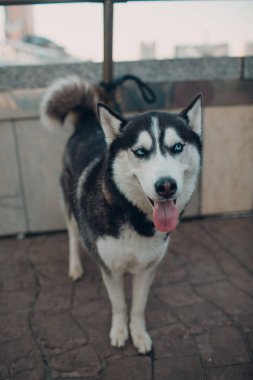 Husky köpek yakın portre 