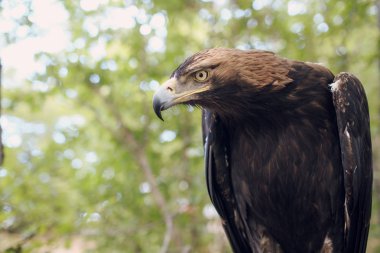 Kahverengi kartal AVI niteliğine 