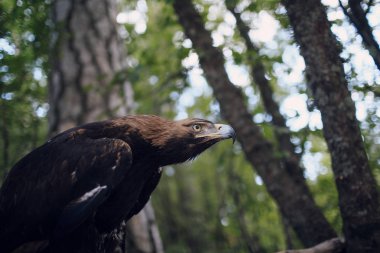 Kahverengi kartal AVI niteliğine 