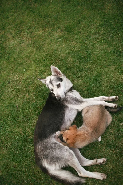 Hund Und Welpe — Stockfoto