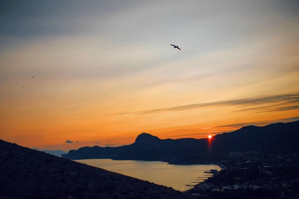 Bird flying up near bay on sunset