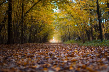 Sonbahar ağaç doğa doğal görünümü 