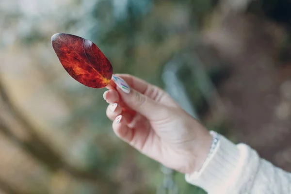 Red Autumn Leaf Female Hand — Stock Photo, Image