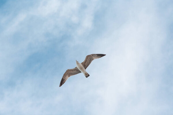 Seagull flies on background of blue sky with clouds