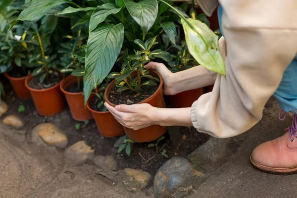 Kobieta Trzymająca Doniczkę Rękach Rośliny Ogrodnicze Szklarni — Zdjęcie stockowe