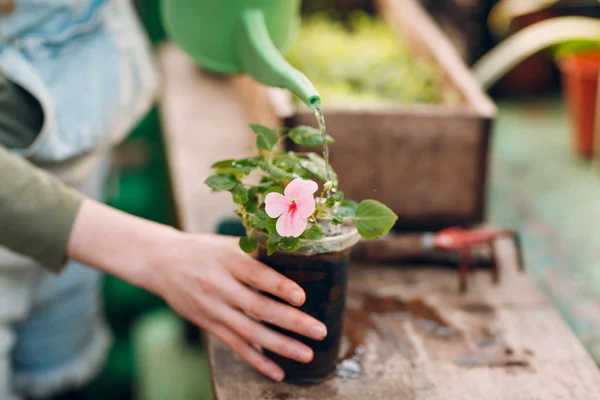 Home gardening concept. Hands woman holding flowerpot with watering can. Spring home garden plant.