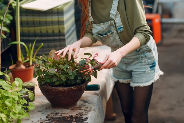 Home gardening concept. Woman planting plants with rake. Spring home garden plant.