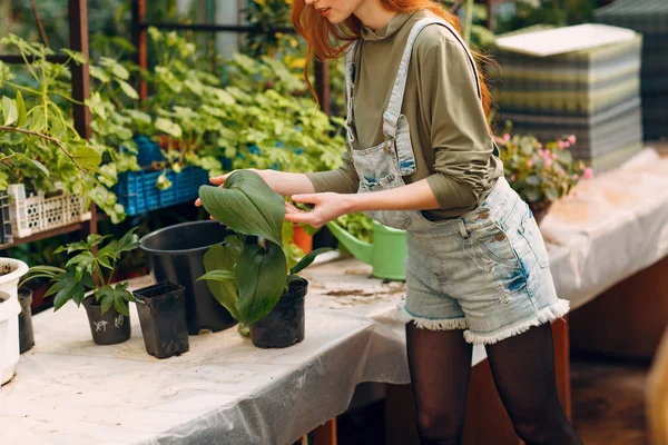 Home gardening concept. Young pretty woman planting plants in flowerpot. Spring home garden plant.