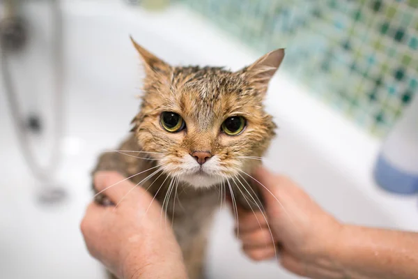 Cat wash in the bath. Pet grooming.