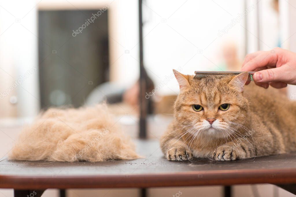 The cat is combed and sheared in the hairdresser for animals. Pet grooming.