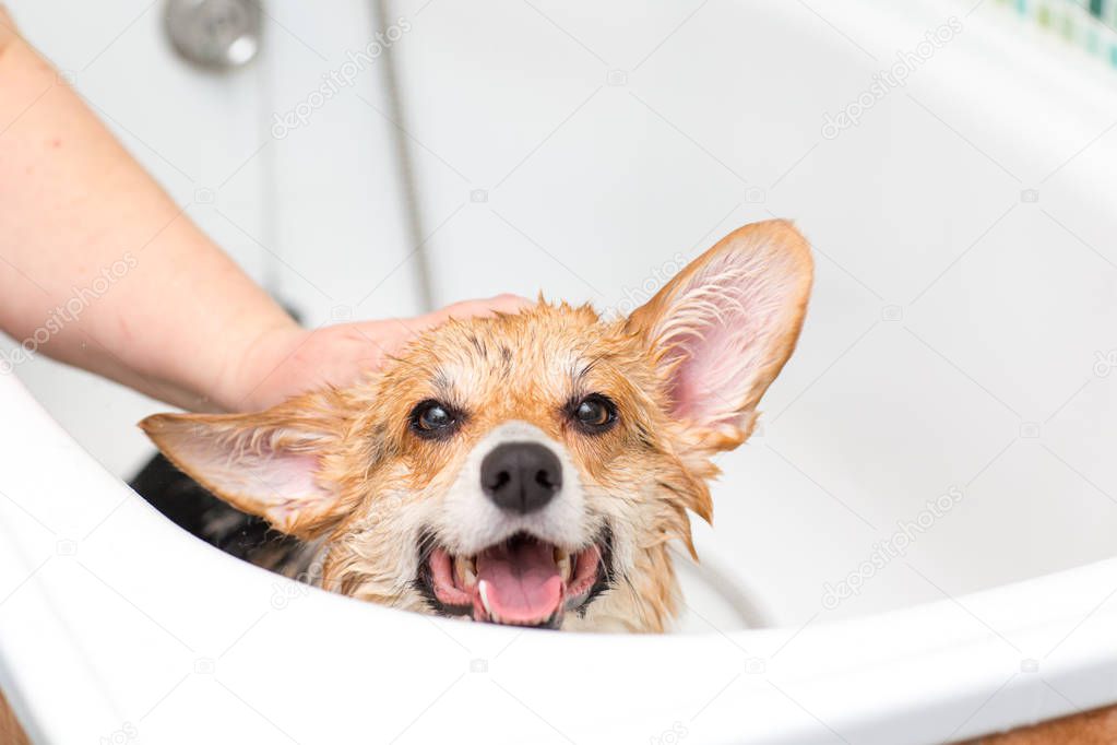 Corgi dog washes in the bathroom