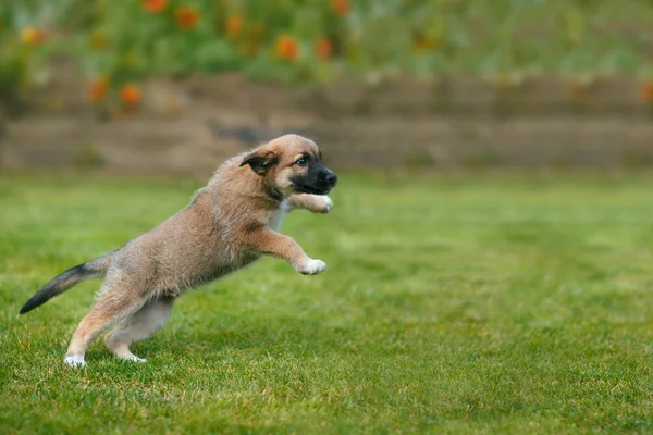 Chiot Chien Sautant Jouant Sur Herbe — Photo