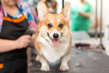 Corgi kuaförde.