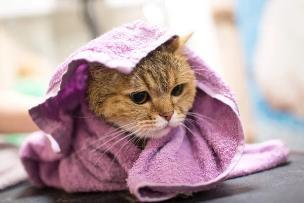 Chat Dans Une Serviette Après Bain Photo De Stock