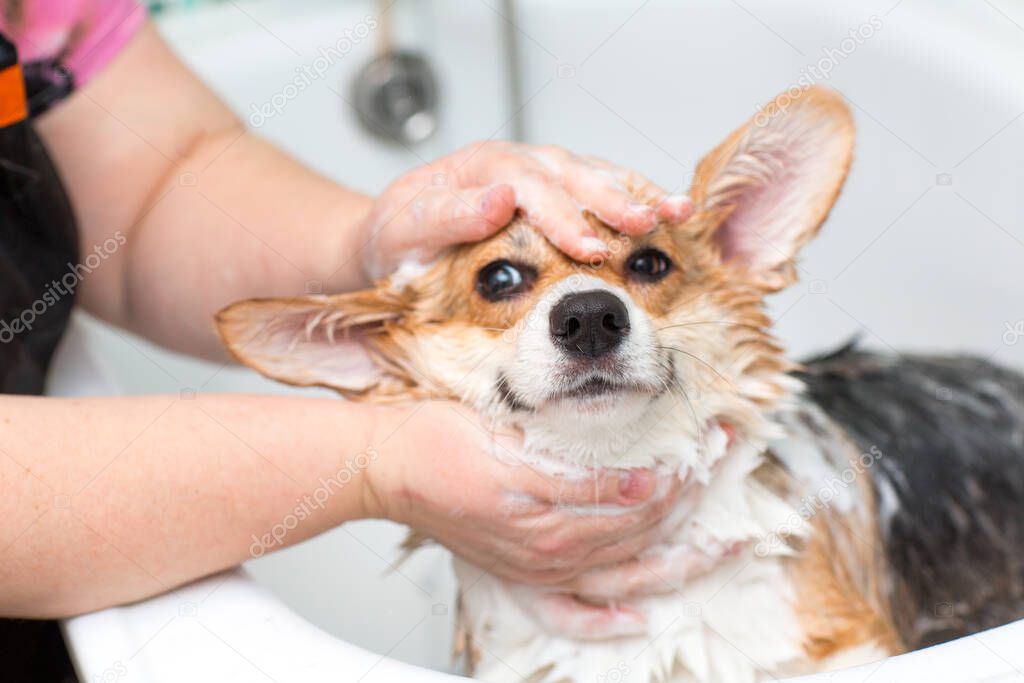 Corgi dog washes in the bathroom