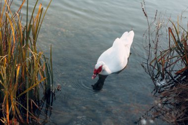 Beyaz ördek gölette yüzer