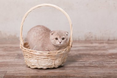 İskoç kedi ve sepeti