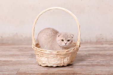 İskoç kedi ve sepeti