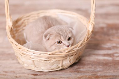 İskoç kedi ve sepeti