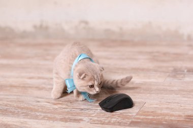 İskoç kedi ve bilgisayar faresi
