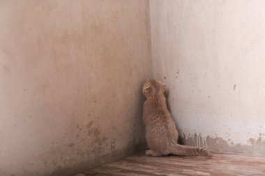 İskoç kedisi içeride oynuyor