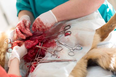 Veteriner kliniğinde cerrahi operasyon. Kafkas Çoban 'ının fıtık çıkarılması ve kısırlaştırılması.