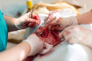 Veteriner kliniğinde cerrahi operasyon. Fıtık çıkarma ve köpeğin sterilizasyonu.