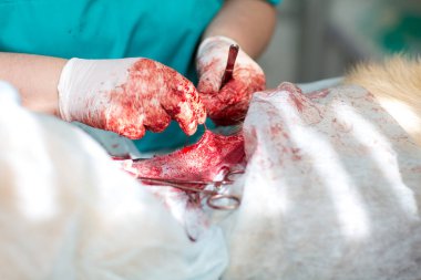 İplik ve cerrahi dikiş. Veteriner kliniğinde cerrahi operasyon. Kafkas Çoban 'ının fıtık çıkarılması ve kısırlaştırılması.