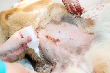 Ameliyat sonrası dikiş tedavisi için. Veteriner kliniğinde cerrahi operasyon. Kafkas Çoban 'ının fıtık çıkarılması ve kısırlaştırılması.