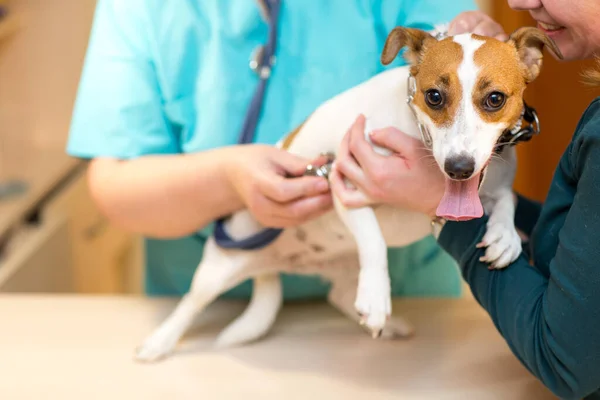 Steteskoplu Veteriner Köpeğin Kalbini Dinler — Stok fotoğraf