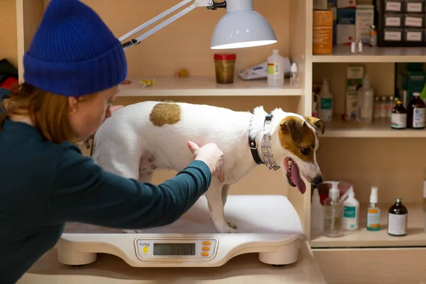 Weighing dog in veterinary clinic