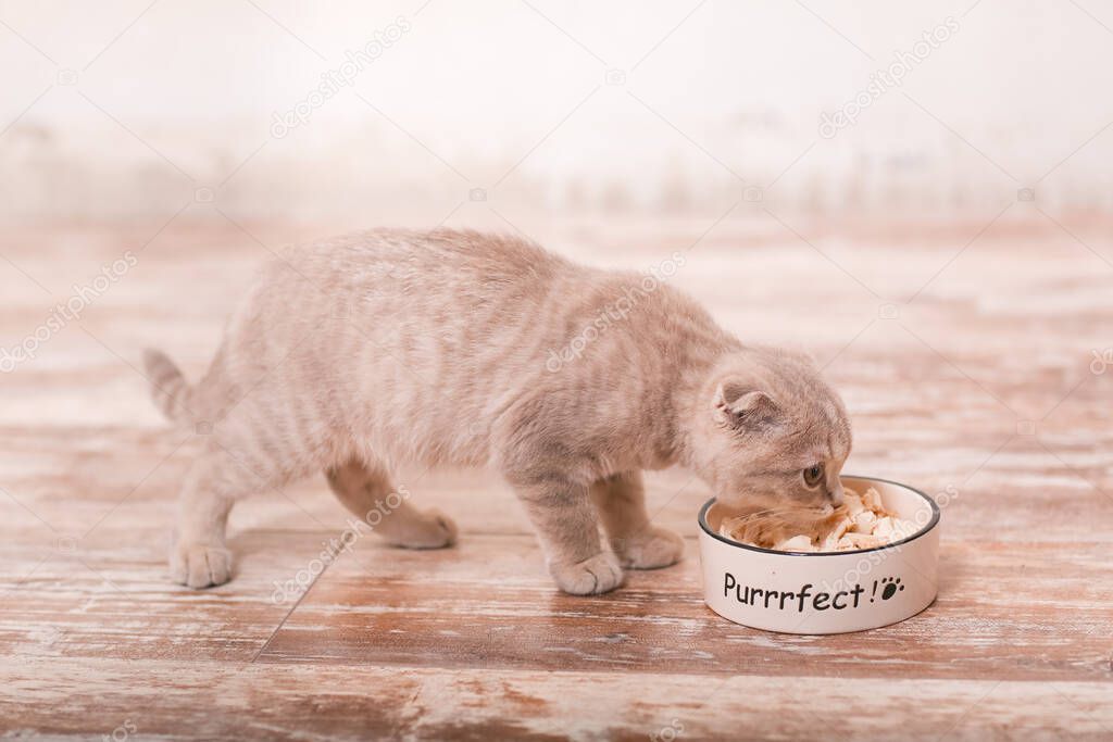 Scottish fold cat and bowl of food